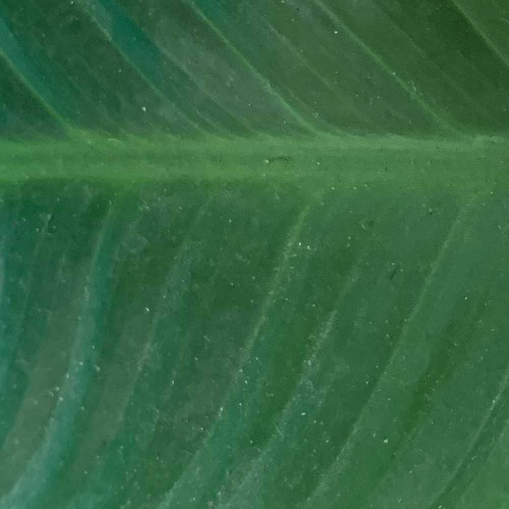 Meet your Posher, Scarlet